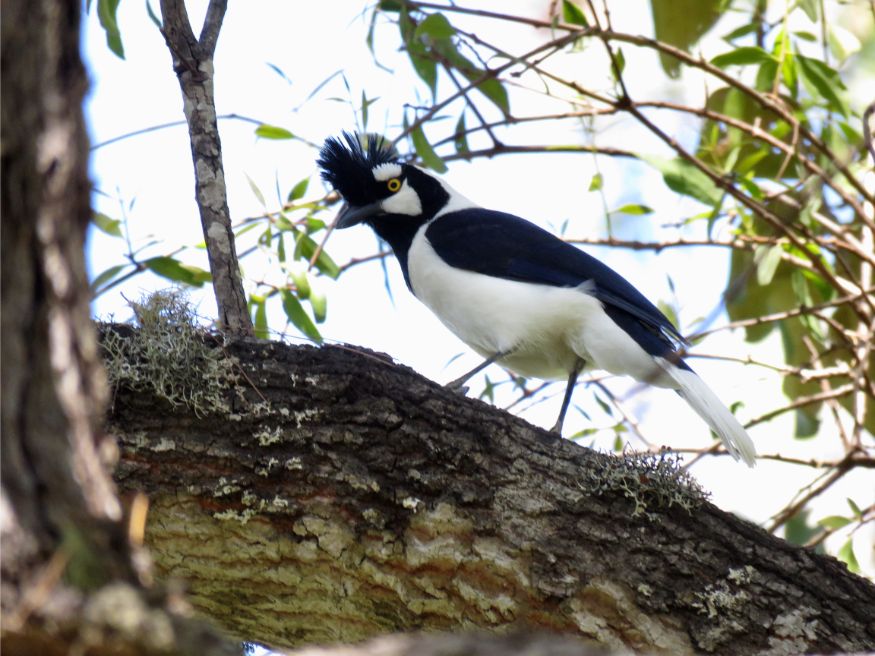 Tufted Jay